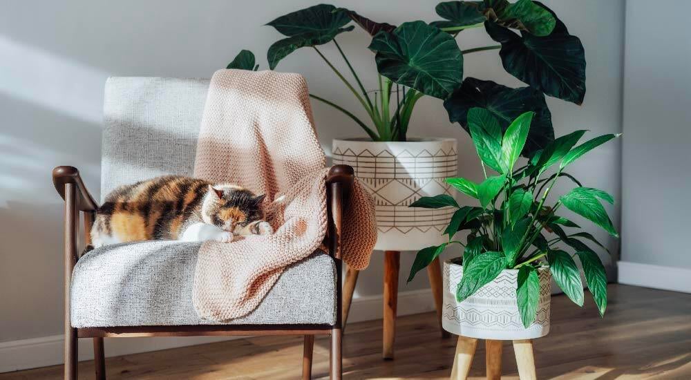 Decora tu casa de manera fácil 