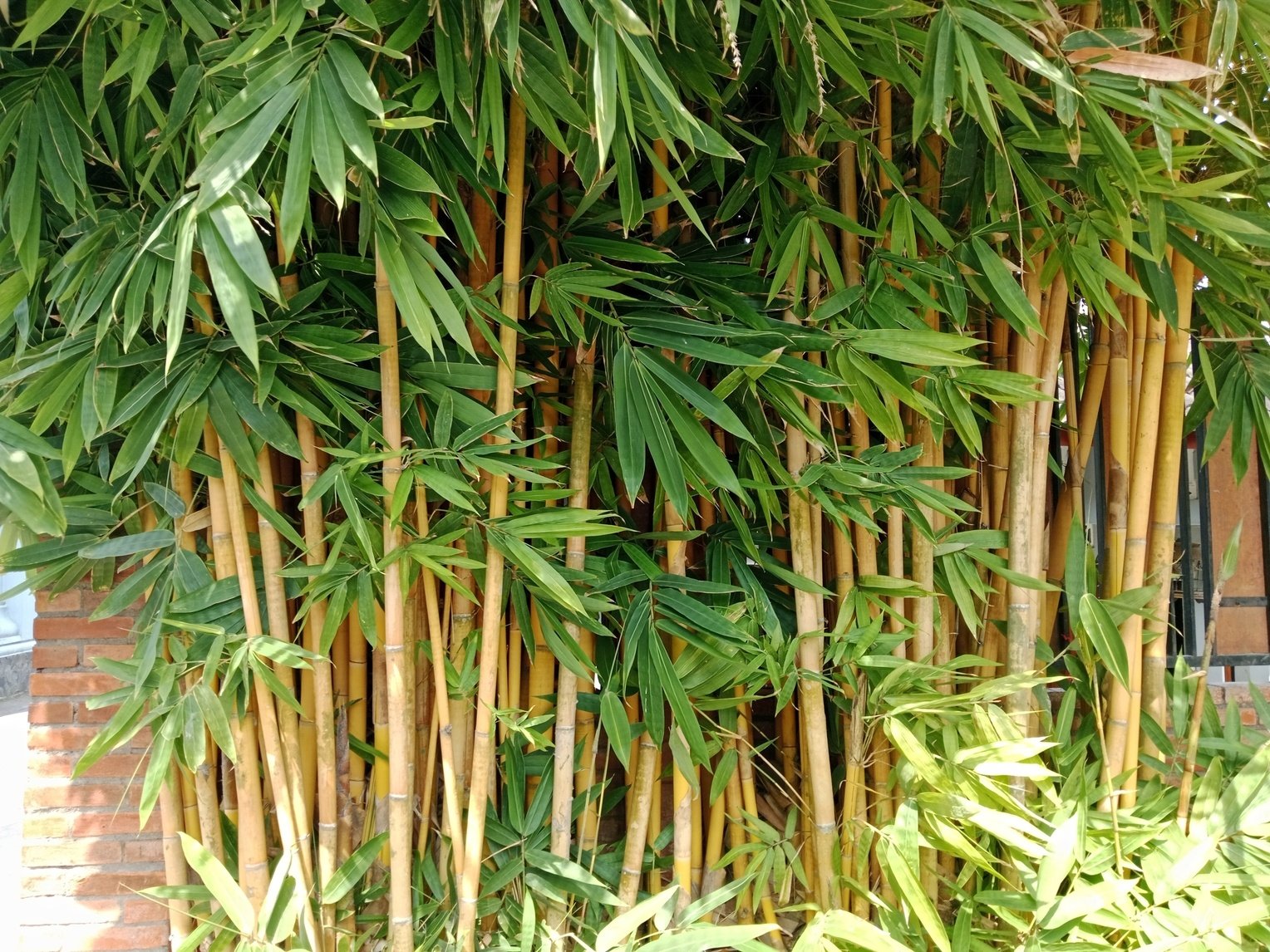 Atrae la suerte con estas plantas para ganar tu sorteo favorito