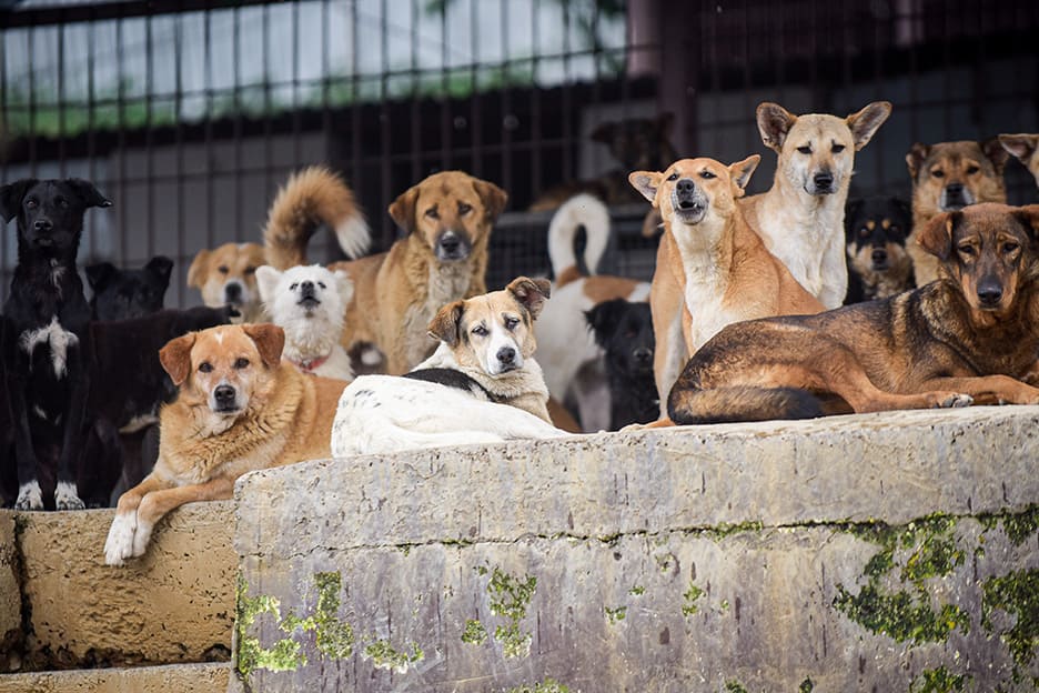 Adopta cachorros