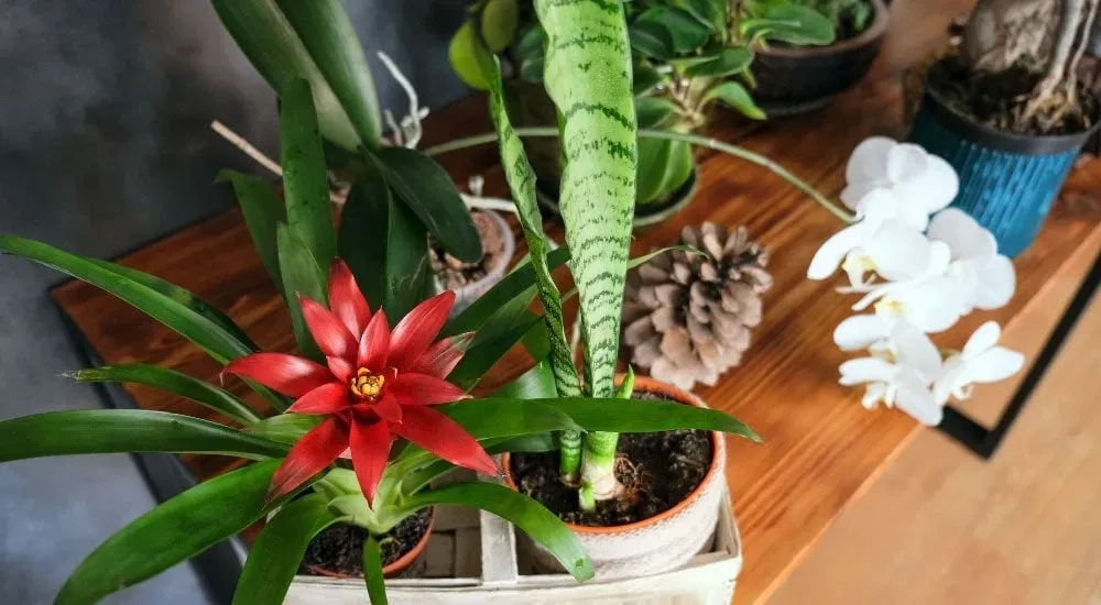 Las mejores plantas de interior para armonizar tu espacio
