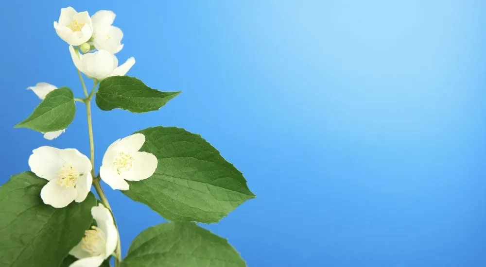 8 plantas que atraen dinero según el Feng Shui