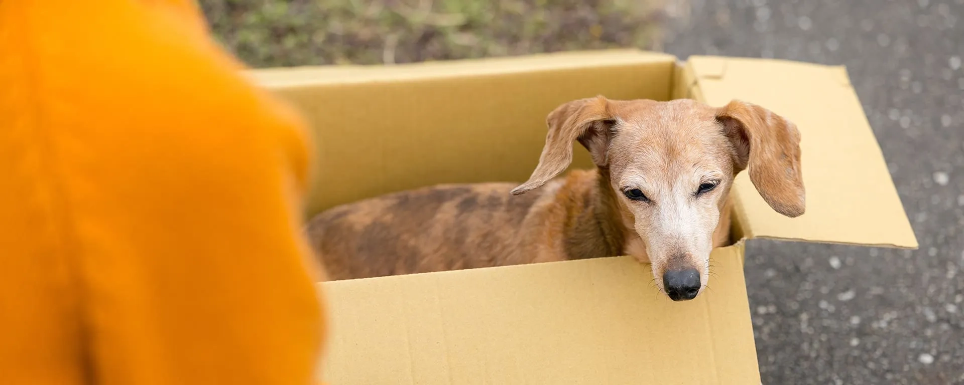 Adopta una mascota en vez de comprarla